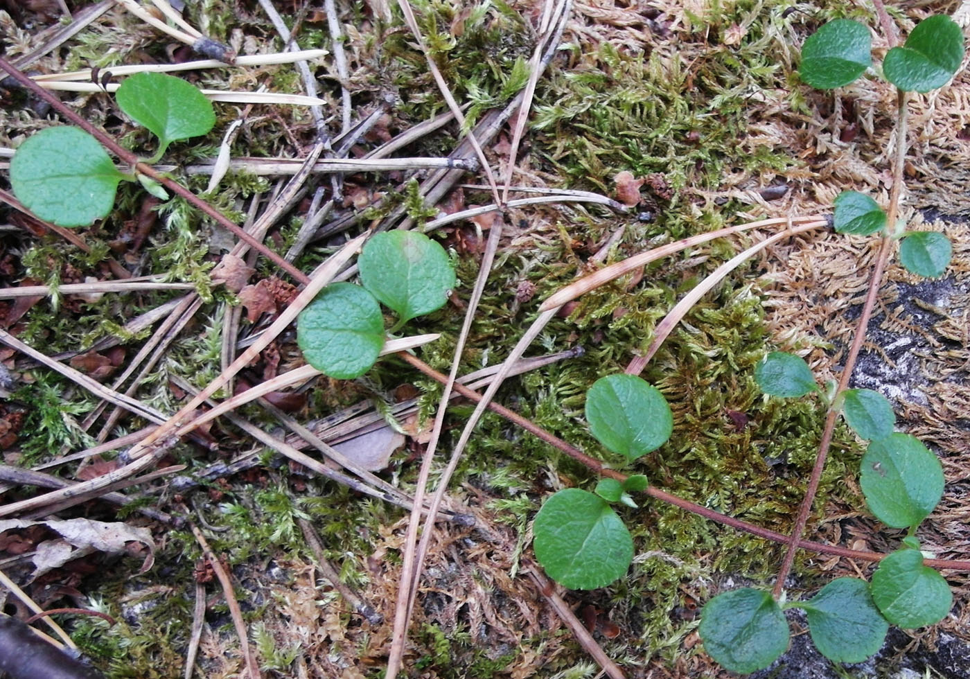 Image of Linnaea borealis specimen.