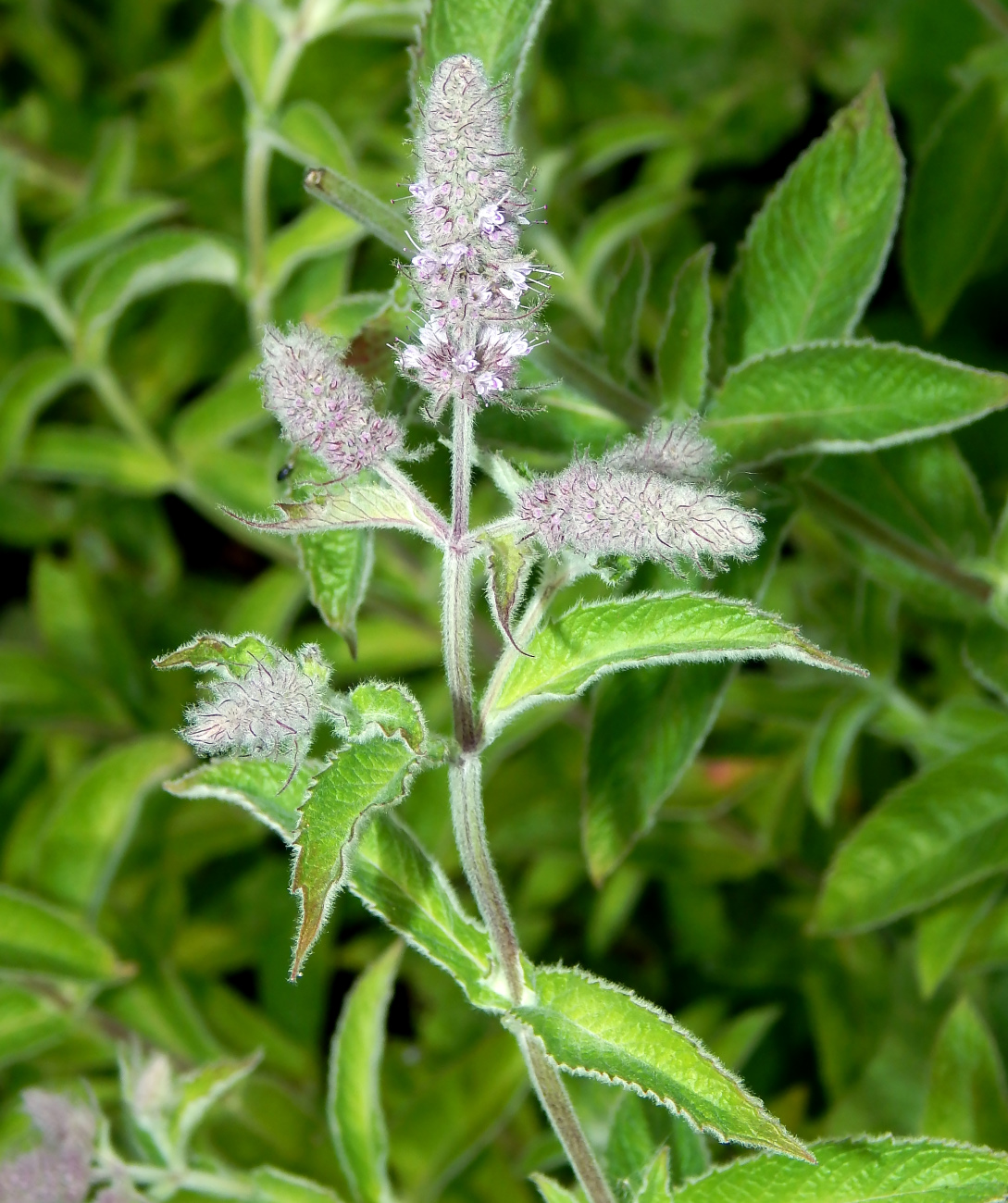 Изображение особи Mentha longifolia.