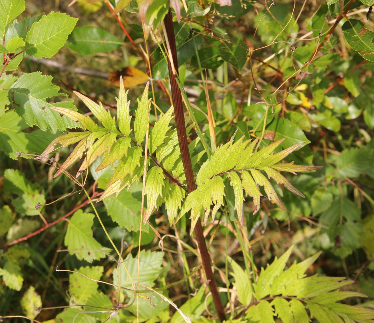 Image of Valeriana officinalis specimen.