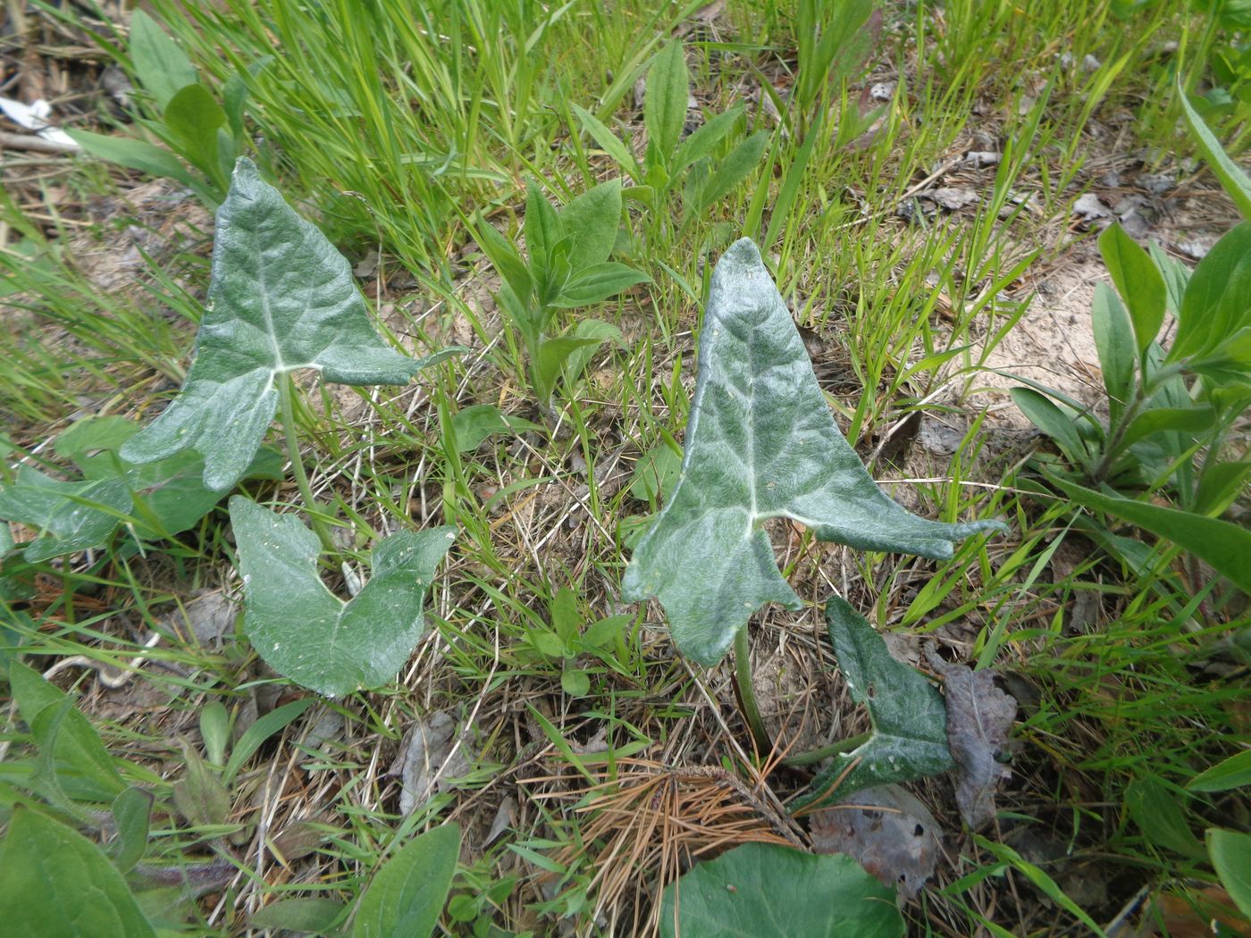 Image of Petasites spurius specimen.