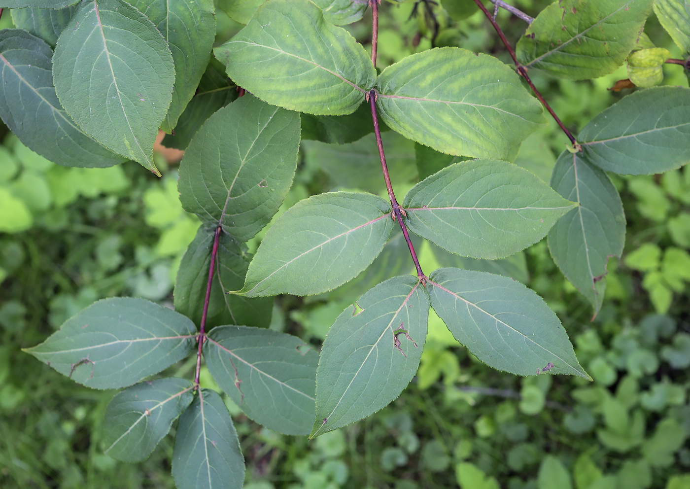 Image of Weigela praecox specimen.