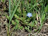 Gentiana aquatica