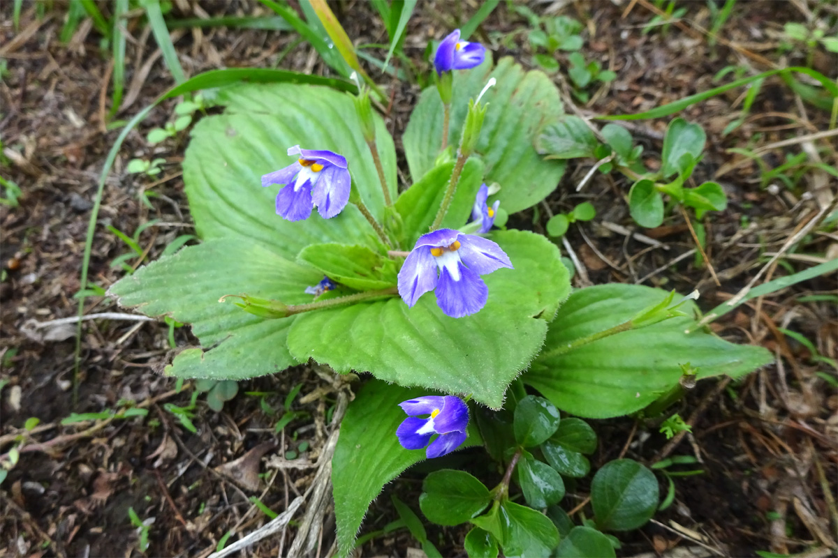 Изображение особи Craterostigma pumilum.