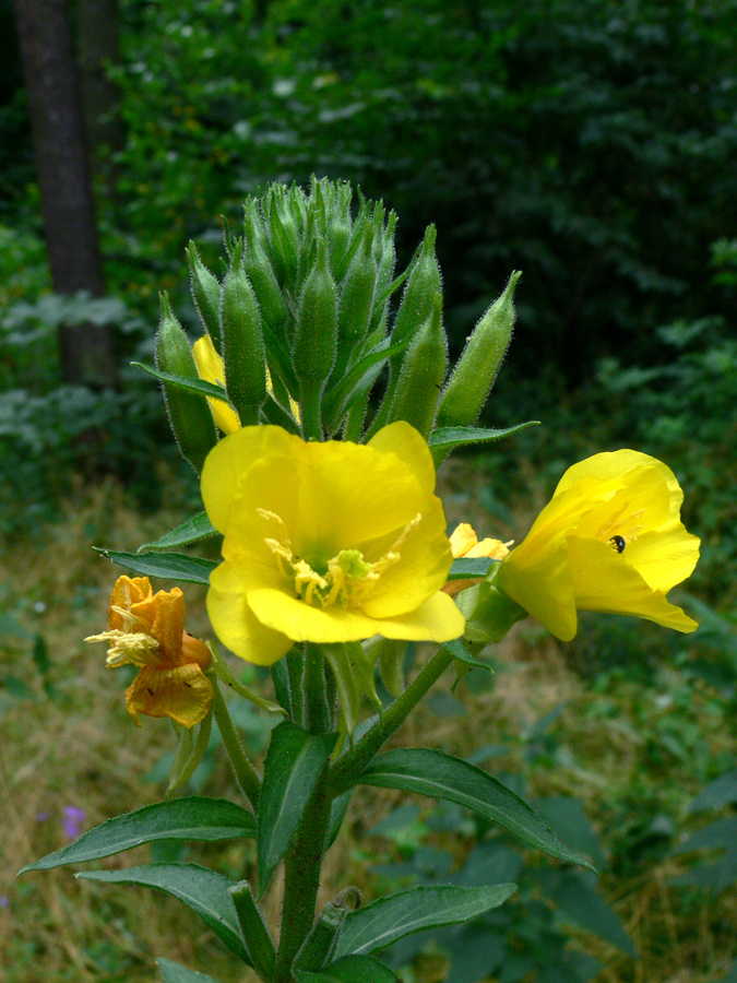 Изображение особи Oenothera biennis.