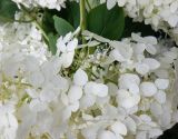 Hydrangea arborescens. Часть соцветия со стерильными и фертильными цветками. Тверская обл., г. Тверь, Заволжский р-н, возле многоэтажки. 13 июля 2020 г.