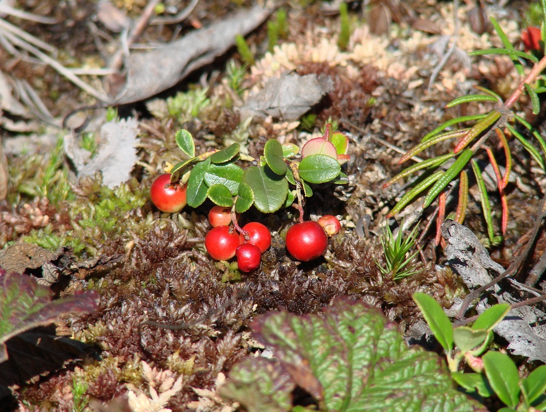 Image of Vaccinium vitis-idaea specimen.