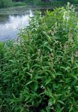 Persicaria lapathifolia. Цветущие растения. Челябинская обл., Карабашский гор. округ, окр. пос. Сактаево, берег р. Миасс, у воды. 26.07.2020.