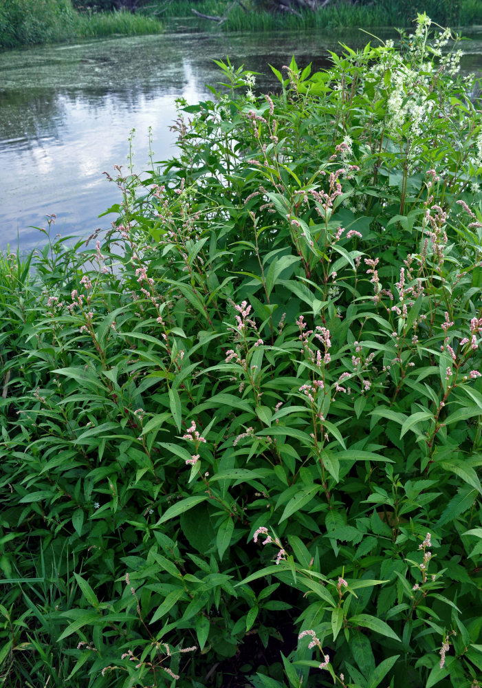 Image of Persicaria lapathifolia specimen.