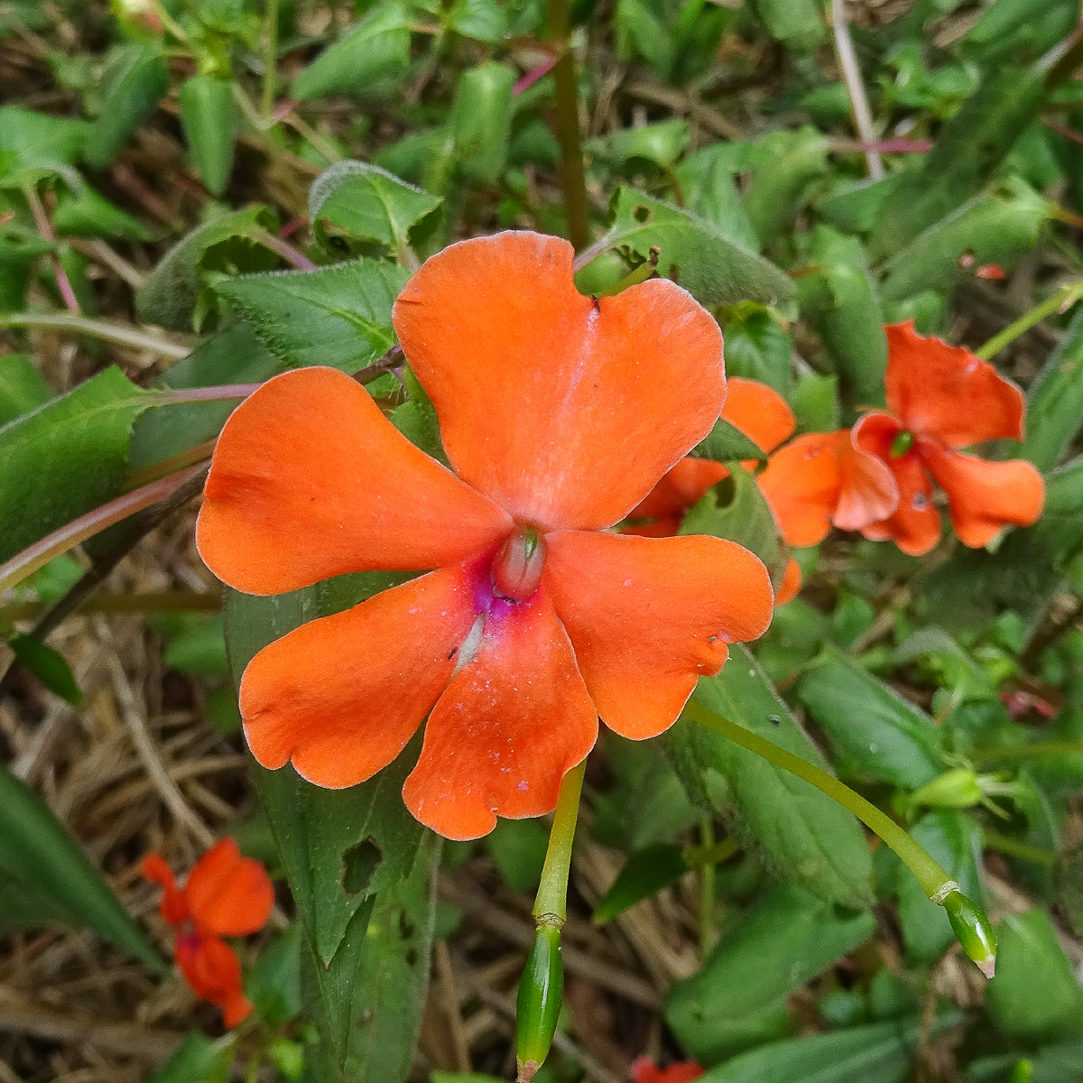 Изображение особи Impatiens walleriana.