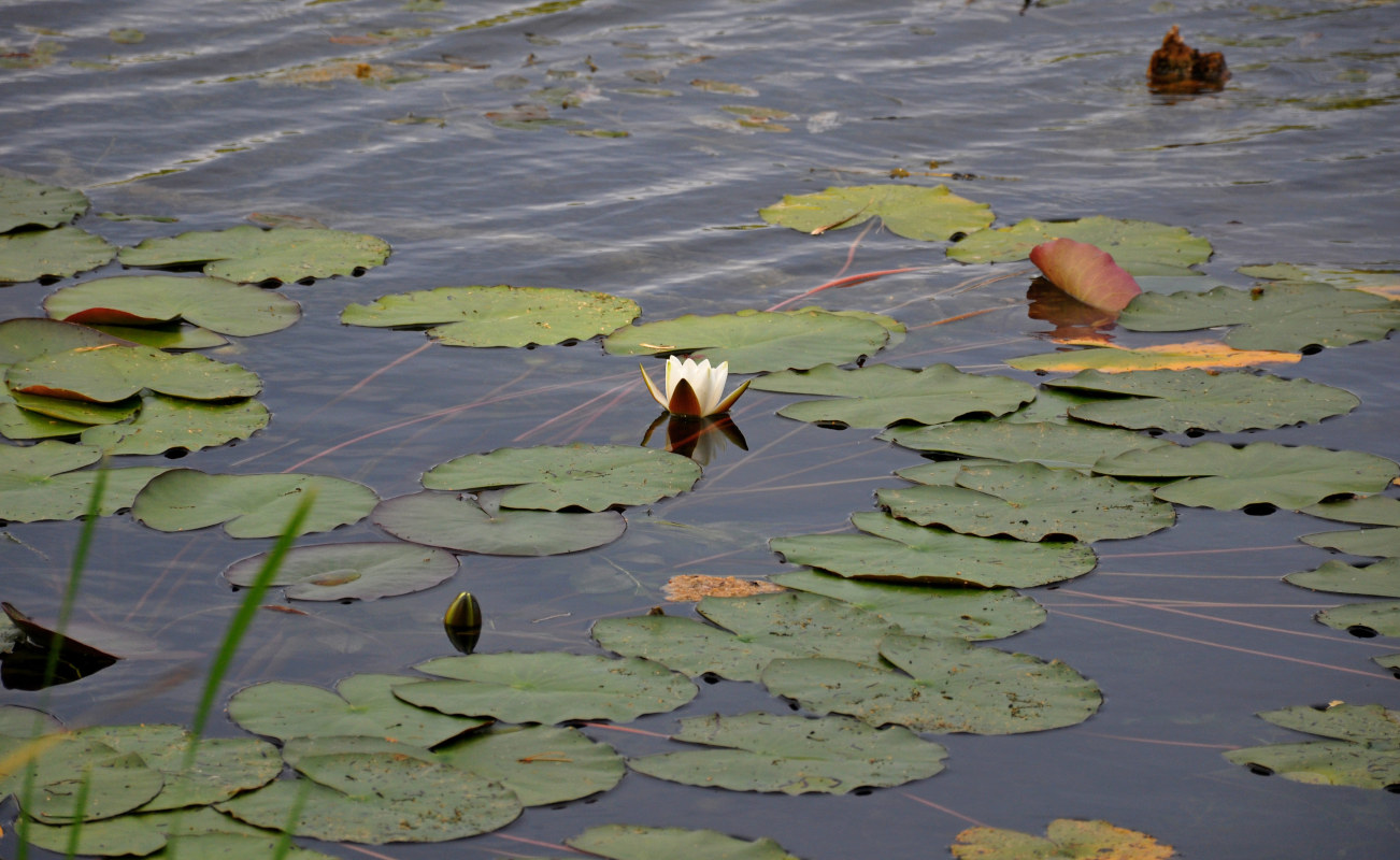 Image of Nymphaea candida specimen.