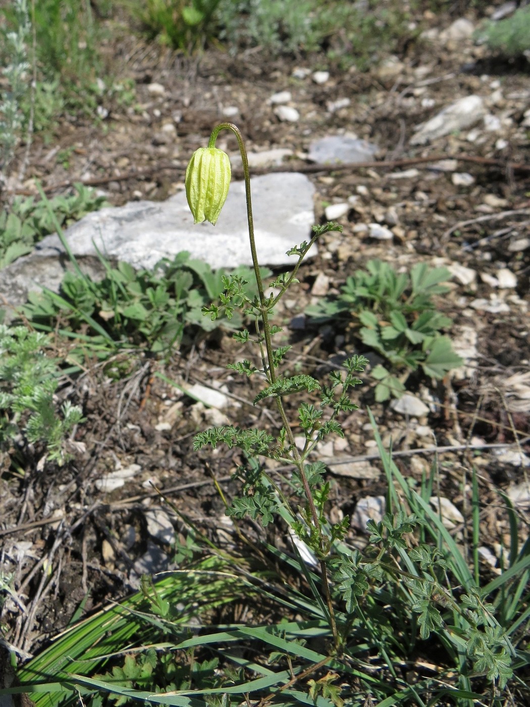 Изображение особи Clematis latisecta.