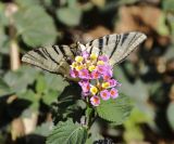 Lantana camara