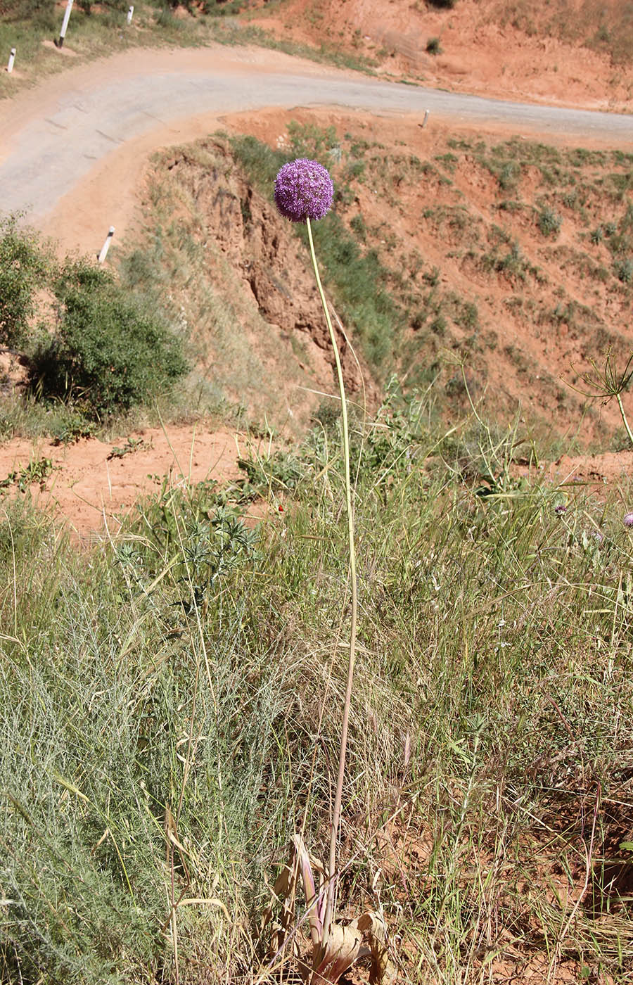 Image of Allium giganteum specimen.