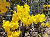 Handroanthus chrysotrichus. Ветвь с соцветиями. Австралия, г. Брисбен, ботанический сад. 16.08.2020.