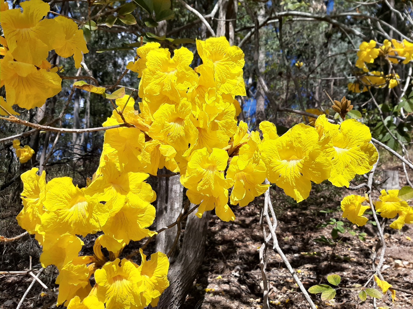 Image of Handroanthus chrysotrichus specimen.