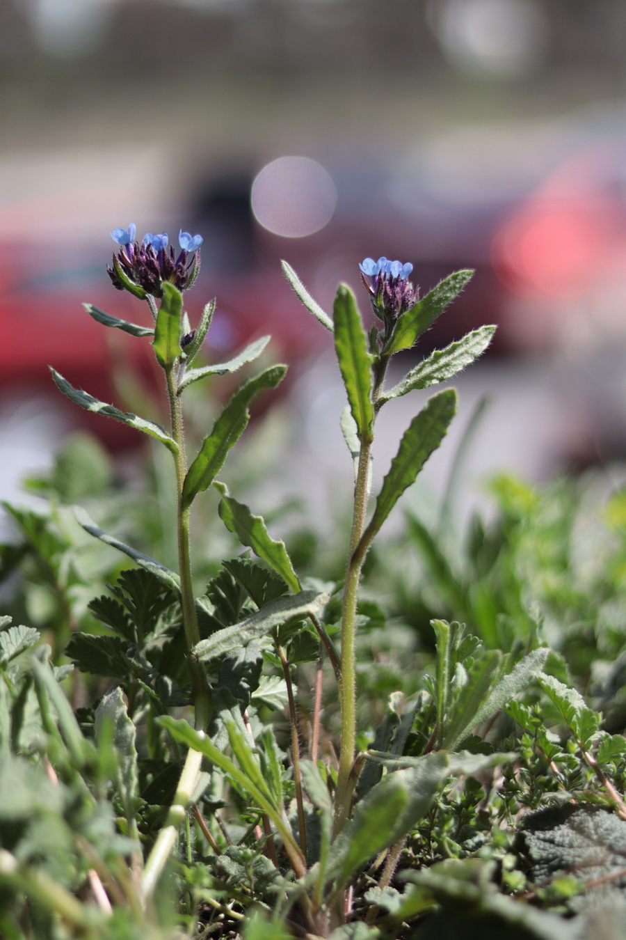 Изображение особи Anchusa thessala.