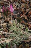 Astragalus