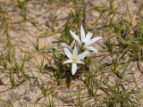 Ornithogalum neurostegium