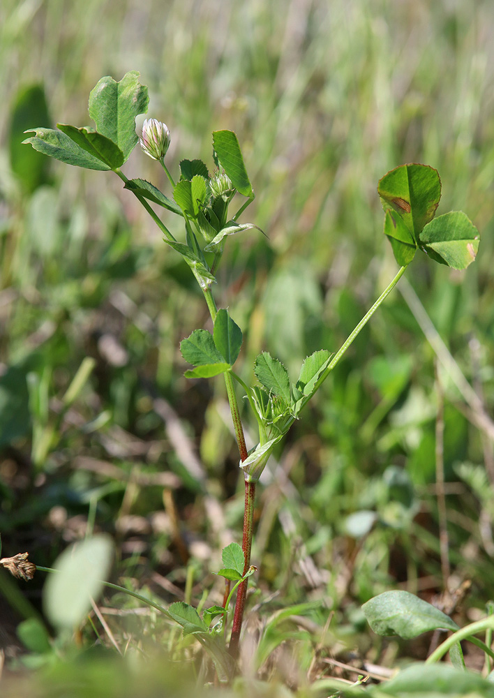 Image of Trifolium angulatum specimen.