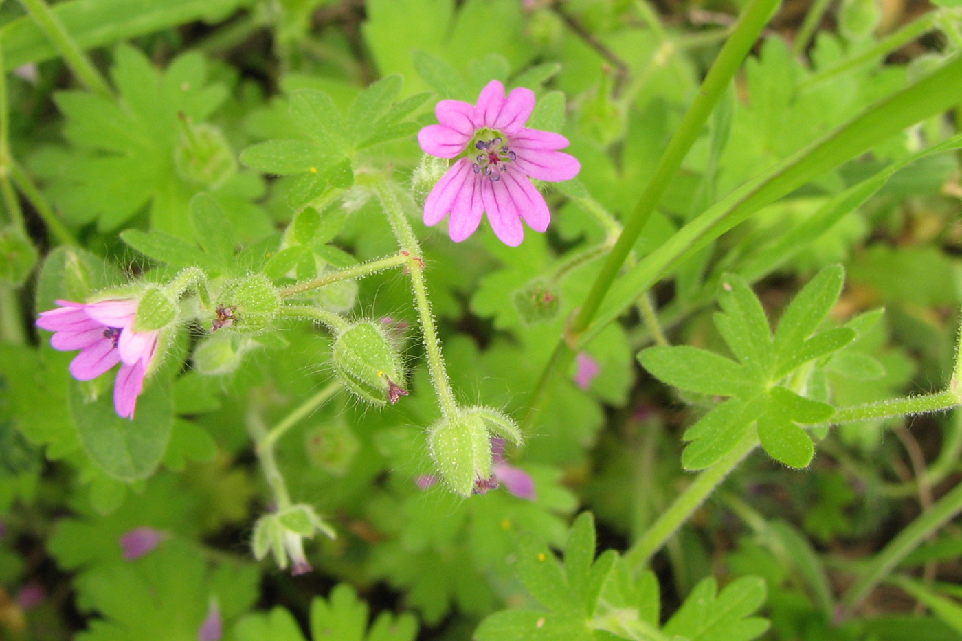 Image of Geranium molle specimen.