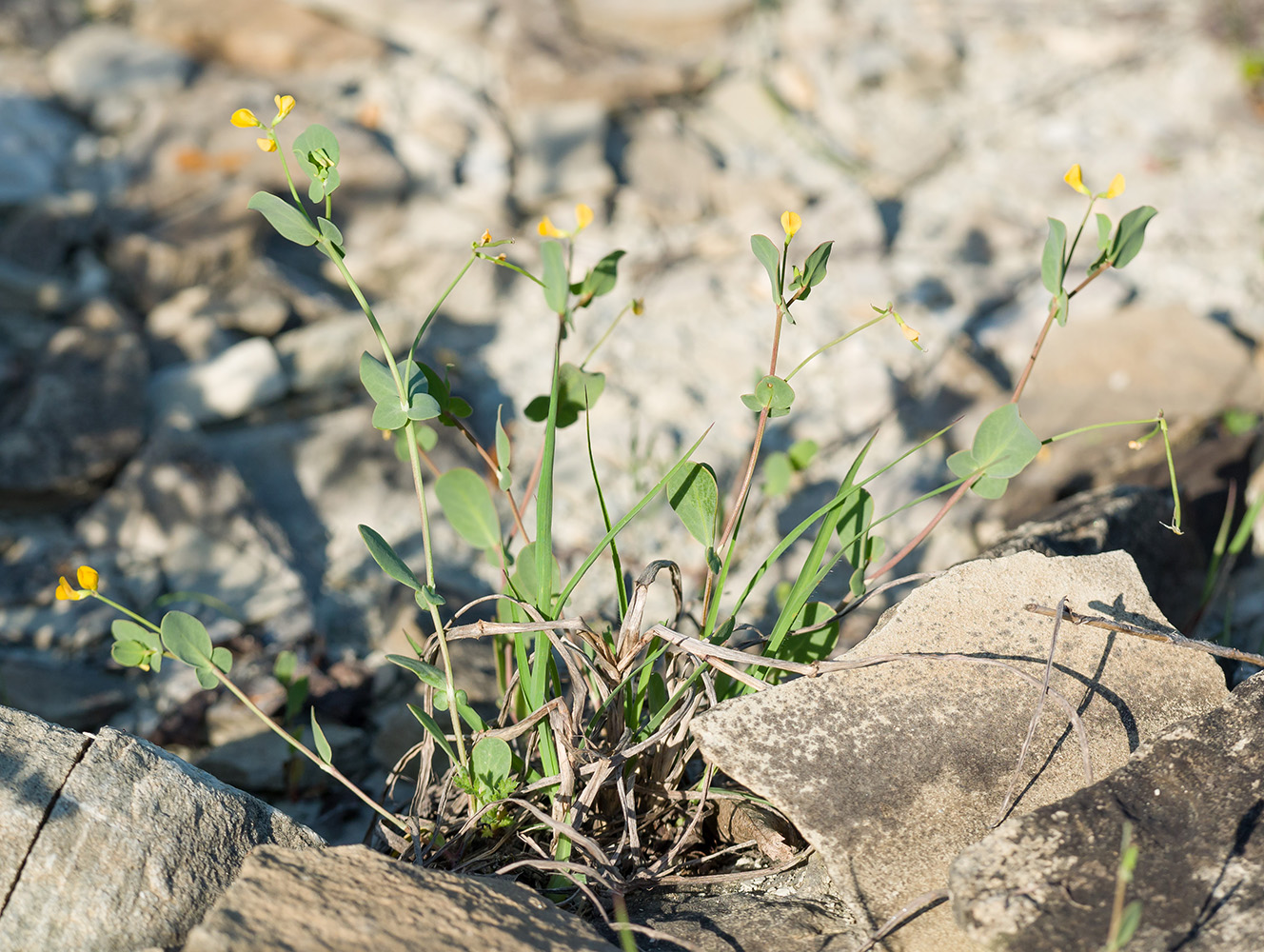 Image of Coronilla scorpioides specimen.