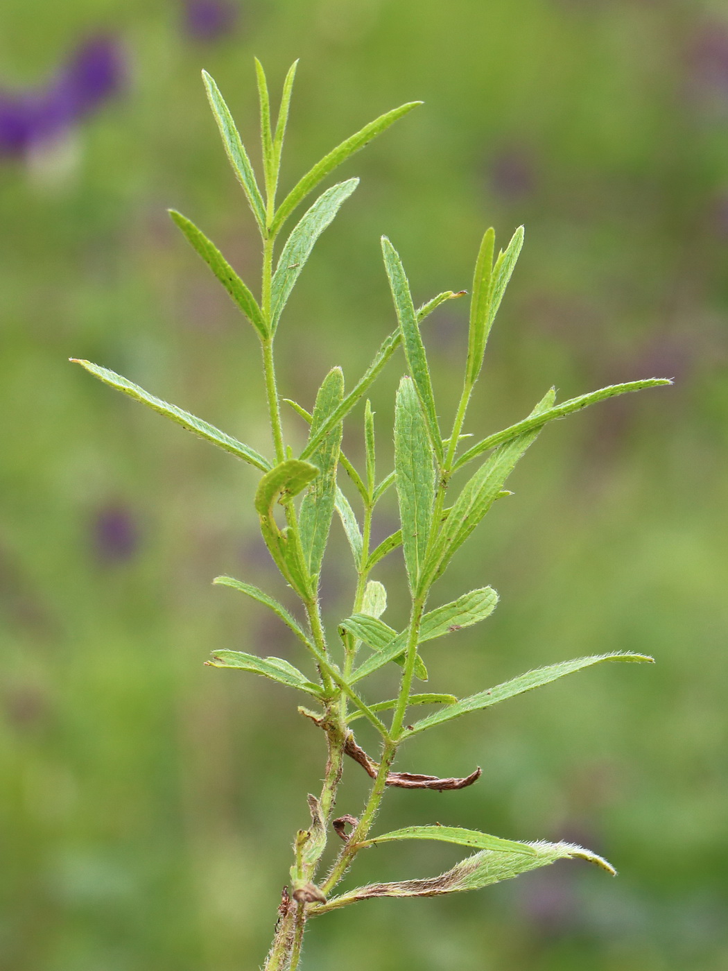 Изображение особи Stachys recta.