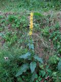 Verbascum nigrum. Цветущее растение на склоне горы. Украина, Ивано-Франковская обл., Надворнянский р-н, с. Максимец. 28 августа 2010 г.