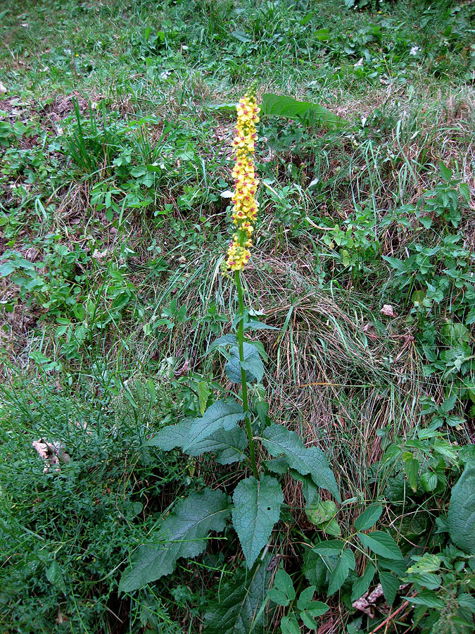 Изображение особи Verbascum nigrum.