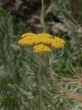 Achillea filipendulina