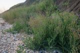Lactuca tatarica. Цветущие растения. Краснодарский край, Темрюкский р-н, окр. пос. Кучугуры, мыс Пеклы, ракушечно-песчаный берег под береговым глинистым склоном. 02.07.2021.