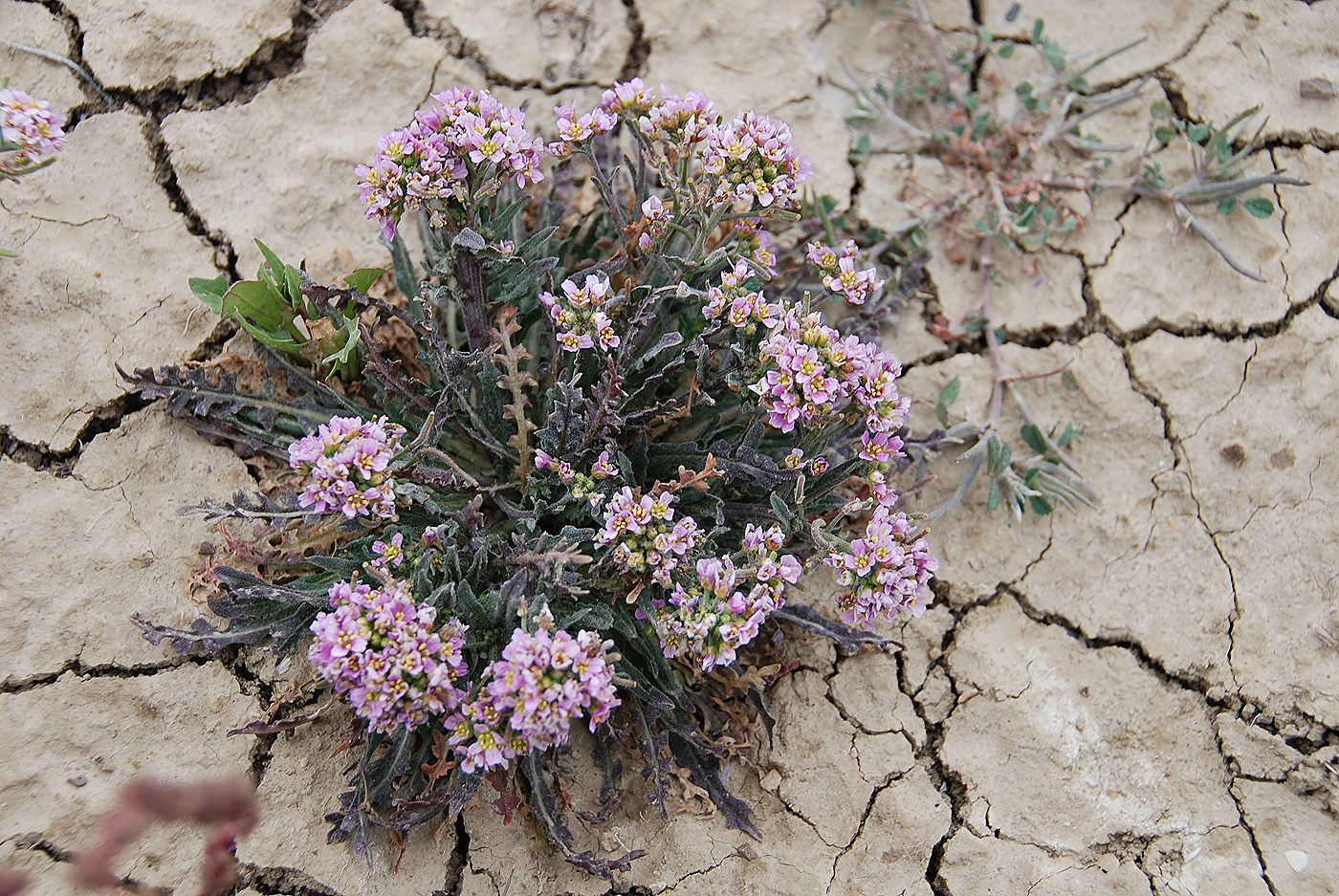 Image of Neotorularia contortuplicata specimen.