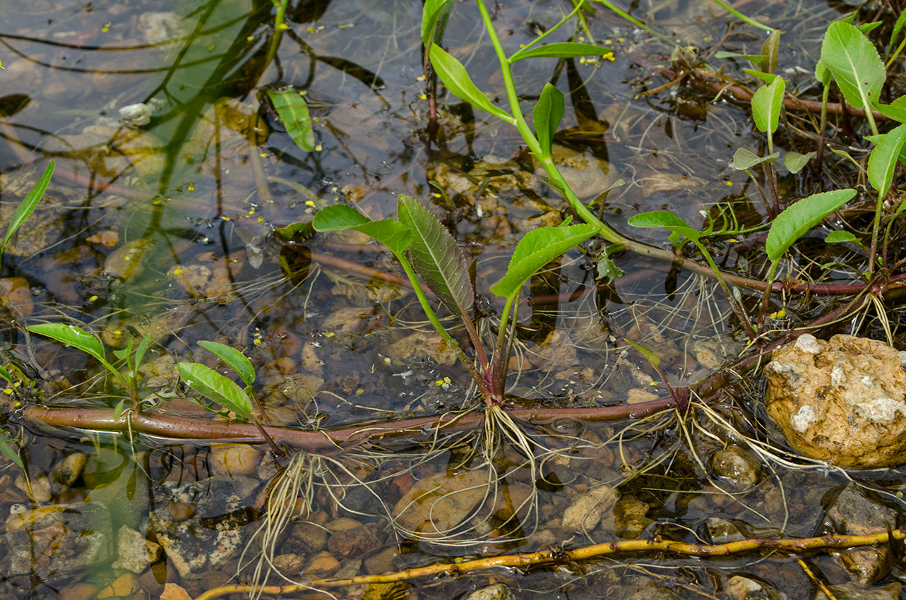 Image of Rorippa amphibia specimen.