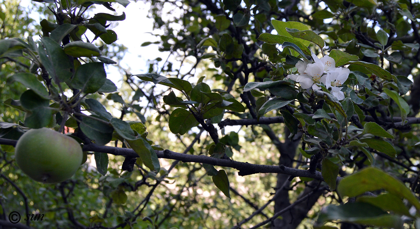 Изображение особи Malus domestica.