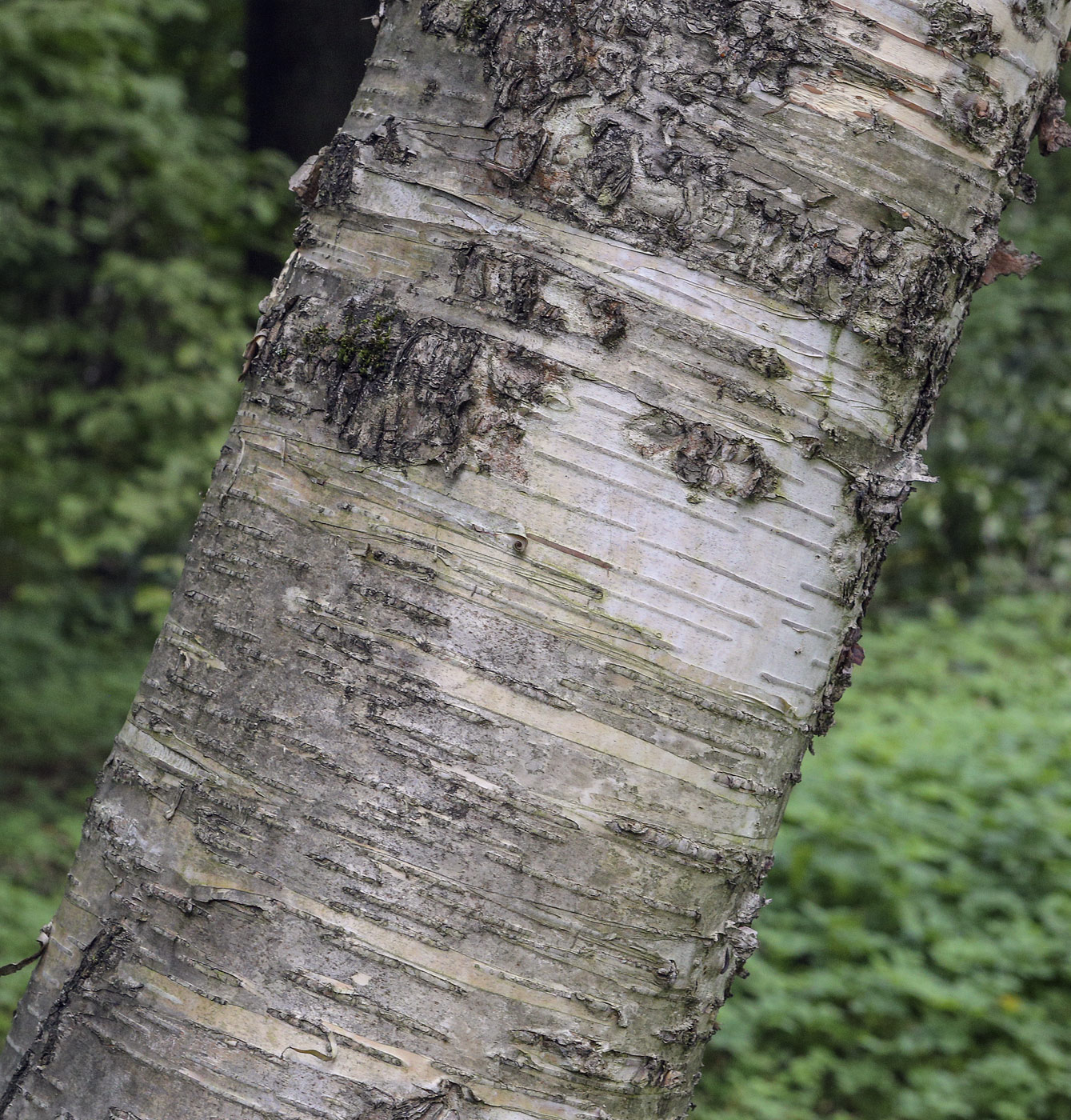 Изображение особи Betula maximowicziana.