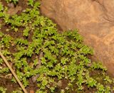 Pilea microphylla
