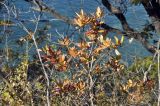 Rhododendron mucronulatum. Верхушка растения в осенней окраске. Приморский край, Шкотовский р-н, окр. пос. Подъяпольск, скалистый берег моря, широколиственный лес. 24.10.2021.