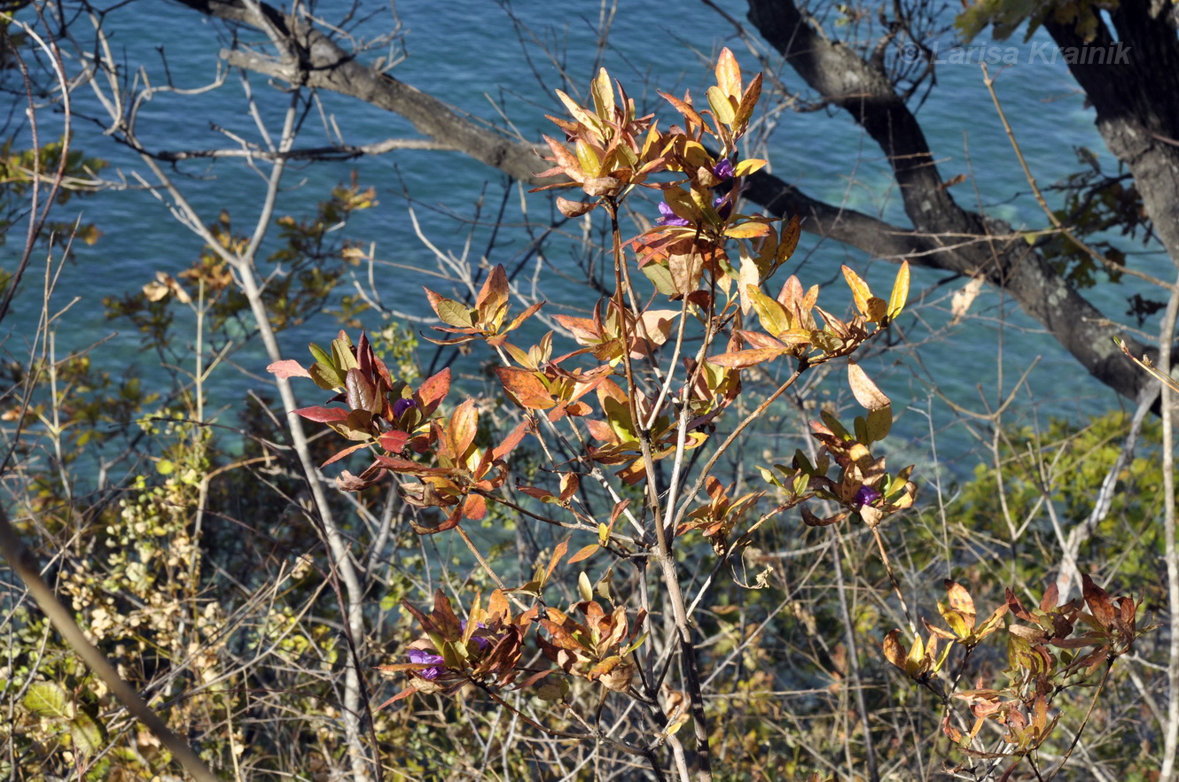 Image of Rhododendron mucronulatum specimen.