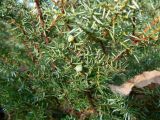 Juniperus sibirica