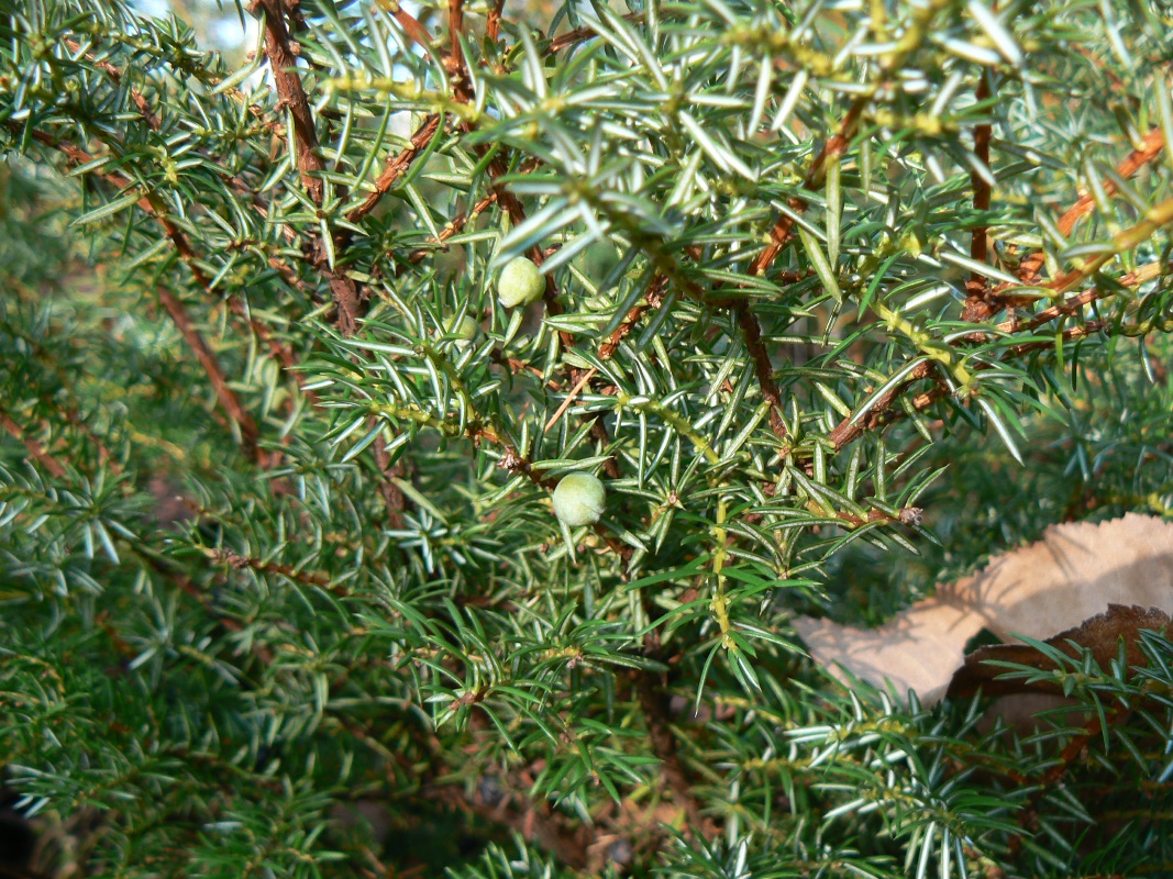 Image of Juniperus sibirica specimen.