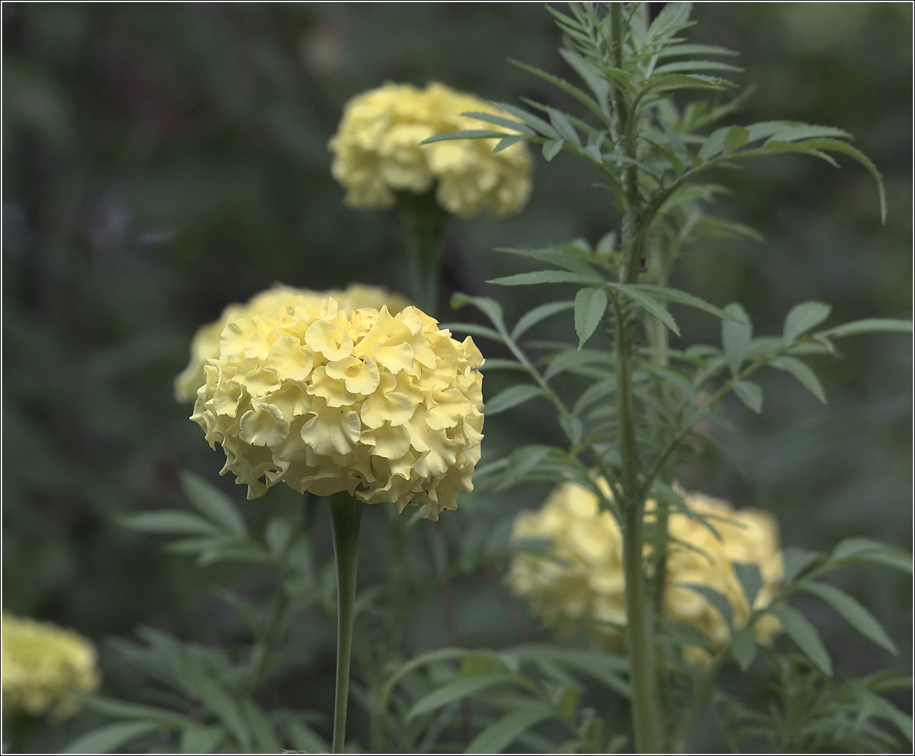 Image of Tagetes erecta specimen.