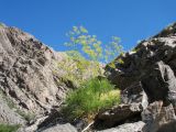 Ferula pachyphylla. Цветущее растение. Южный Казахстан, Сырдарьинский Каратау, Юго-Восточный Каратау, горы Улькен-Актау, каньон р. Шабакты, расщелина скалы. 22 мая 2021 г.