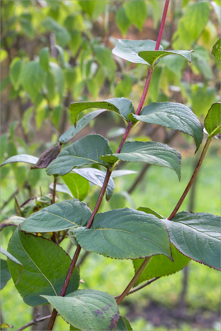 Image of Weigela middendorffiana specimen.