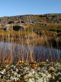 Calamagrostis neglecta. Плодоносящие растения. Мурманская обл., Кольский р-н, окр. с. Териберка к северу от оз. Секретарское, каменистая вороничная приморская тундра, в озерке. 19.09.2021.