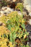 Crithmum maritimum