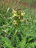 род Pedicularis