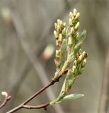 Amelanchier spicata