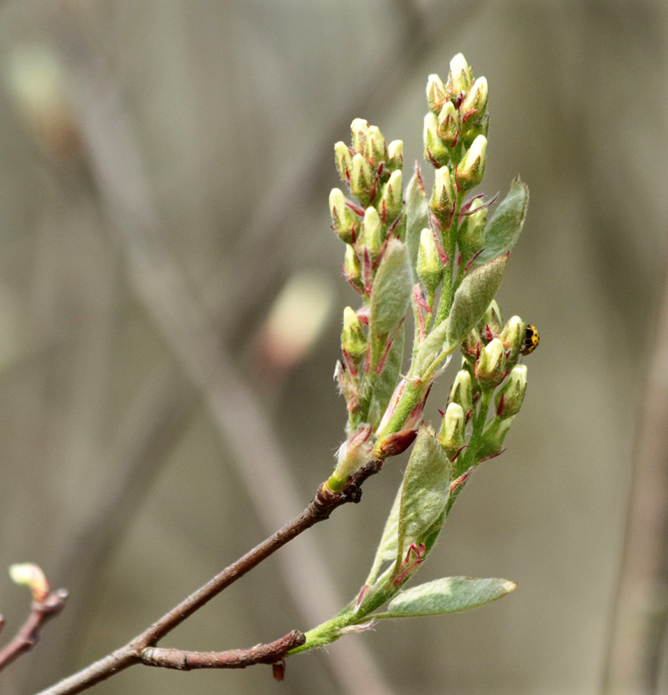 Image of Amelanchier spicata specimen.