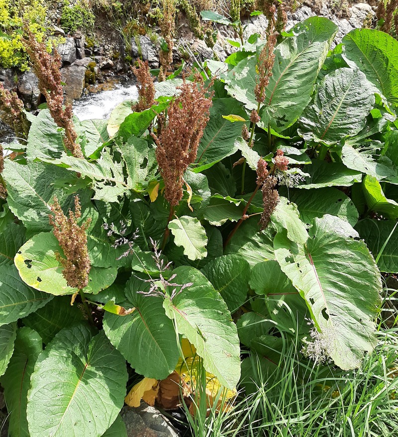 Image of Rumex alpinus specimen.