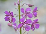 Chamaenerion angustifolium