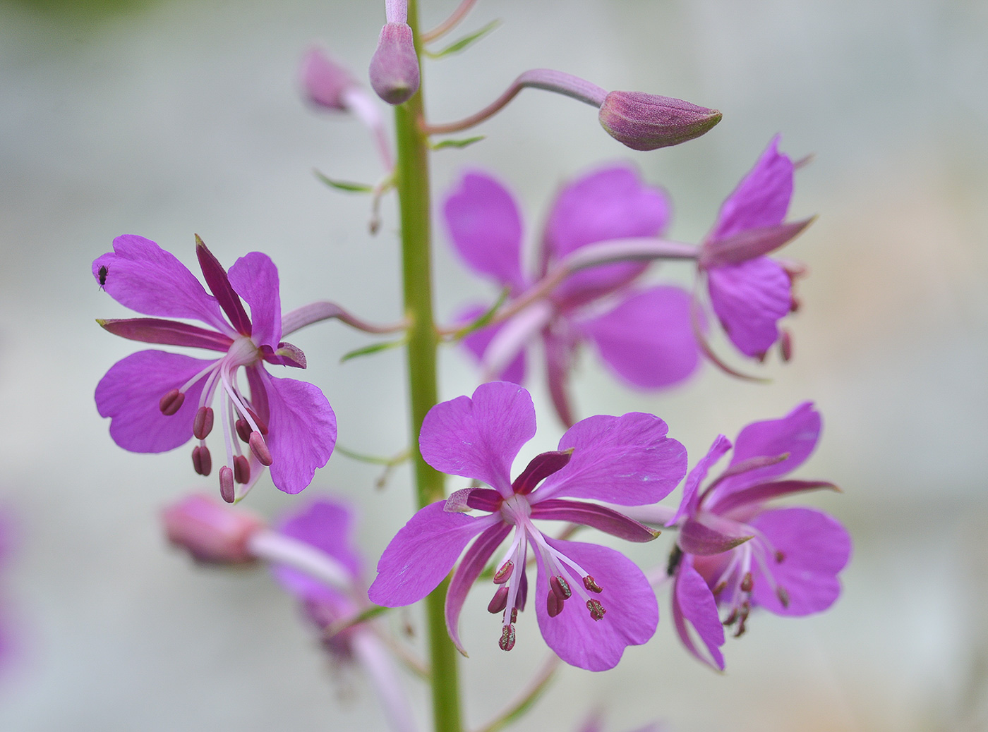 Image of Chamaenerion angustifolium specimen.